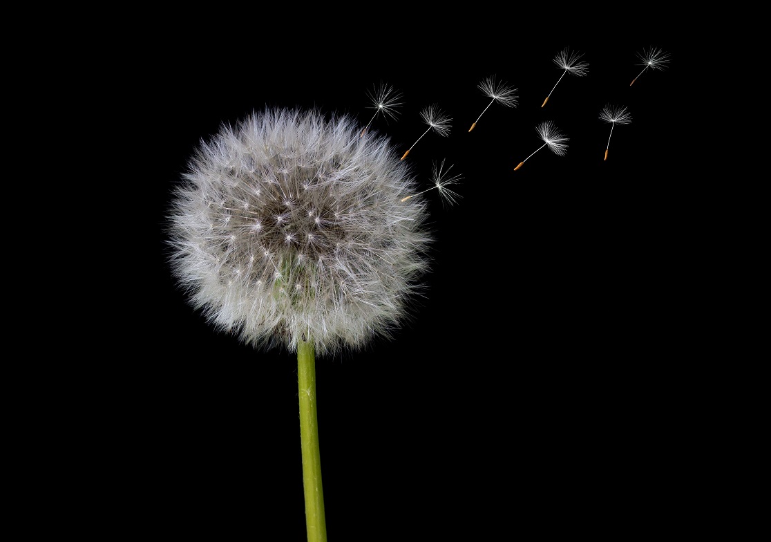 Existem plantas que se locomovem?