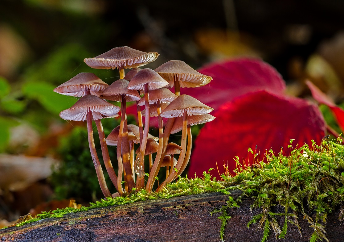 Existem plantas que se locomovem?